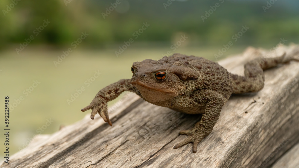 Common toad or European toad (Bufo bufo) in nature, close up Common toad or European toad (Bufo bufo) in nature, close up