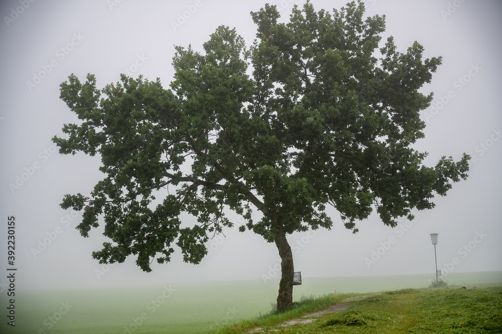 Fototapeta premium A tree in the fog