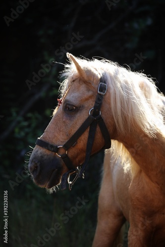 Fototapeta Naklejka Na Ścianę i Meble -  Portrait of a horse. State Of Goa. India