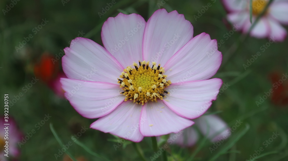 秋の庭に咲く色鮮やかな花