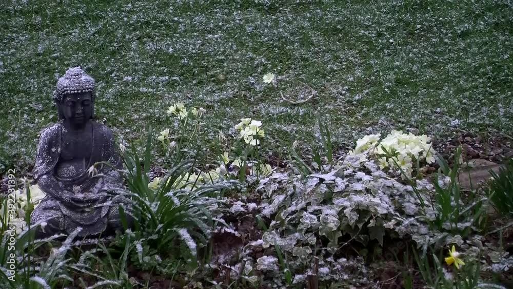 Schneefall im März (kann den Primeln nichts mehr anhaben) Schneefall im März (kann den Primeln nichts mehr anhaben)