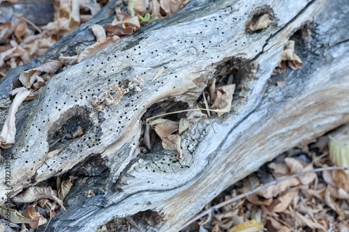 The trunk of an old tree, mottled with insects and woodpeckers, in the twilight autumn forest among the fallen leaves. Selective focus. photo