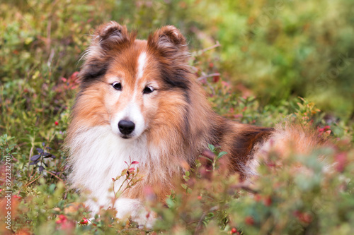 Smiling, sweet, cute, smart sable white shetland sheepdog, sheltie lies in a forest in field of moss and lingonberry, foxberry, cowberry. Little collie, lassies dog with happy face in autumn forest
