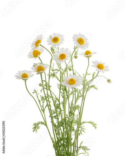 Chamomiles daisy flower isolated on white background without shadow © azure