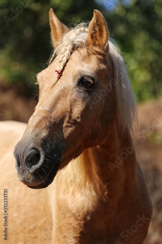 Portrait of a horse. State Of Goa. India