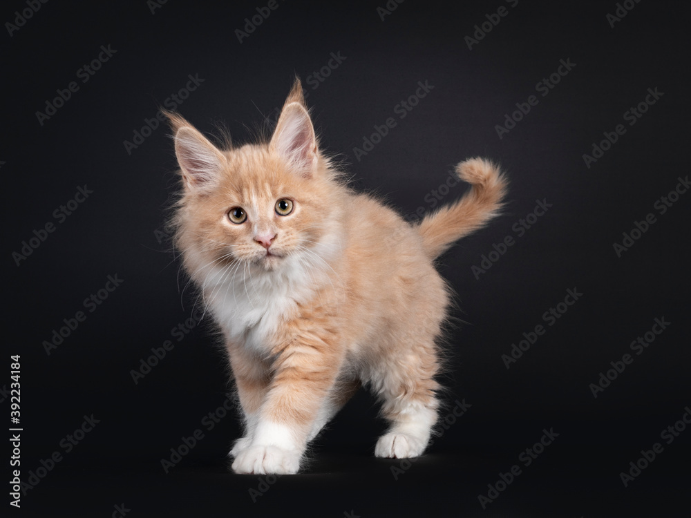 Handsome creme with white fluffy Maine Coon cat kitten, walking towards lens. Looking towards camera. Isolated on black background. Handsome creme with white fluffy Maine Coon cat kitten, walking towards lens. Looking towards camera. Isolated on black background.