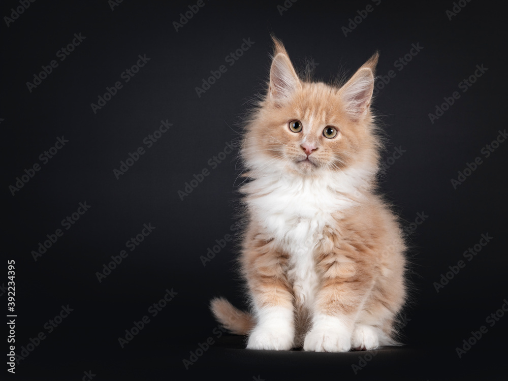 Handsome creme with white fluffy Maine Coon cat kitten, sitting facing front. Looking towards camera. Isolated on black background.
