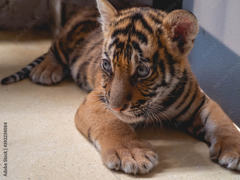 Obraz premium Little Tiger at Tiger Park Chonburi Province, Thailand
