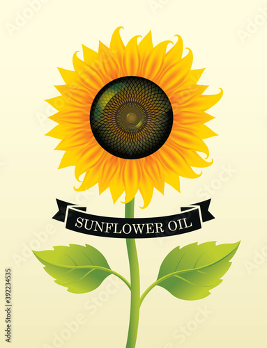 Banner or label for sunflower oil with a big blossom sunflower and green leaves on a light background. Advertising poster, vector illustration