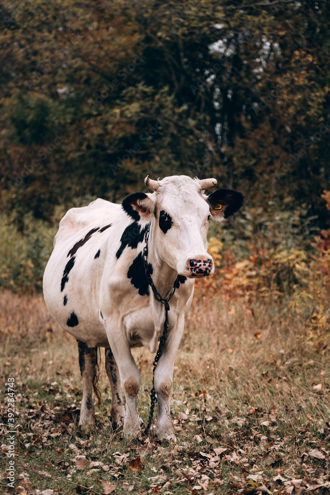 Charming cute country animal from the farm. An adult purebred cow of white color with black spots and large horns stands in a clearing against the background of yellow autumn trees. Charming cute country animal from the farm. An adult purebred cow of white color with black spots and large horns stands in a clearing against the background of yellow autumn trees.