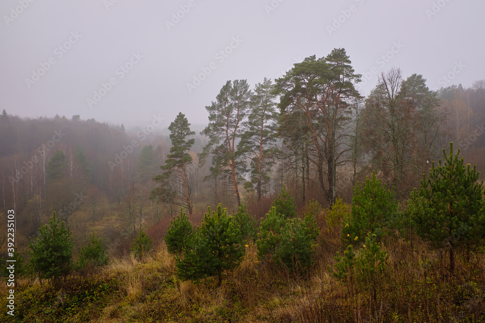 Landscape. Late autumn. A foggy, cloudy morning over the forest.