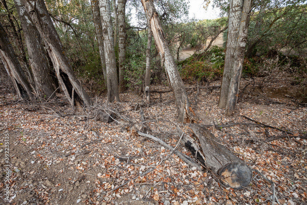 Beautiful Autumn Landscape with Tree Branches Beautiful Autumn Landscape with Tree Branches