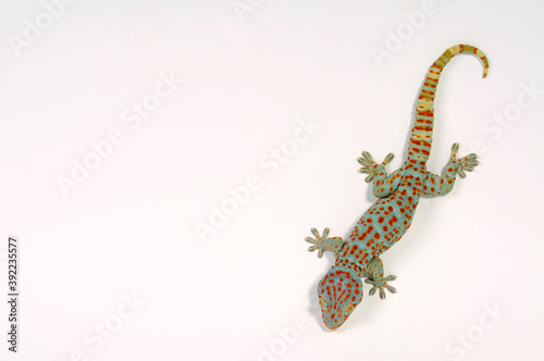 Foto Tokay gecko / Tokeh, Tokee (Gekko gecko)