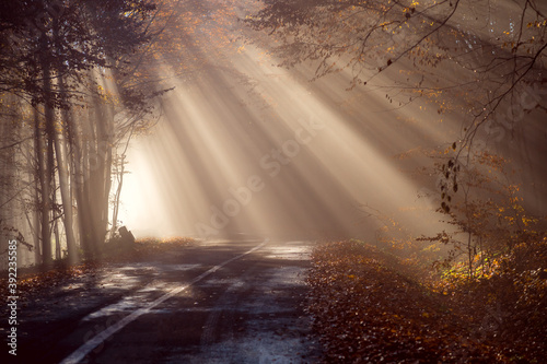 Dream landscape with a curtain of magical sunbeams that penetrates among the dry and red leaves of the autumn forest separated by a winding road that gets lost in the thick forest.