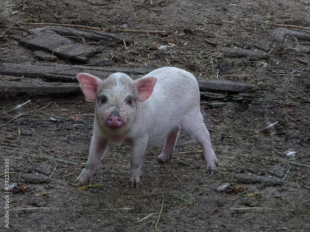 Little scaried piggy loking on the camera Little scaried piggy loking on the camera