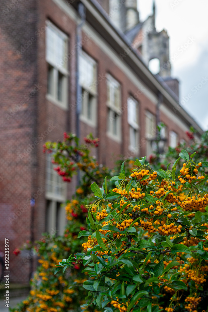 Yellow berries bush with red brick building in the background