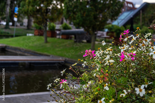 Colorful flower bush with old historic heavy gun in the background, Leiden, Netherlands