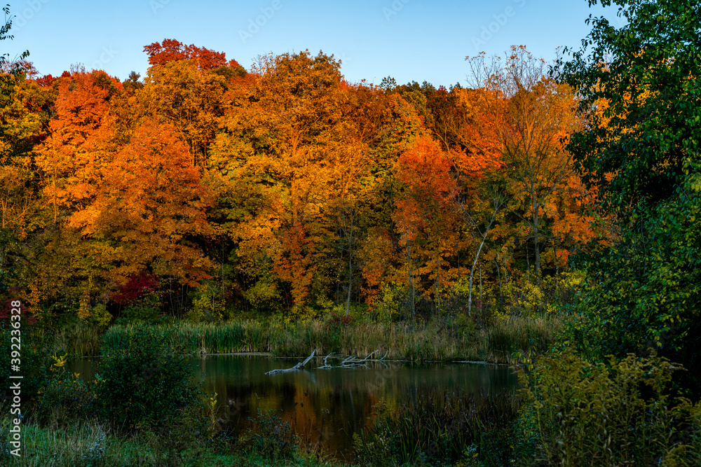 autumn in the park