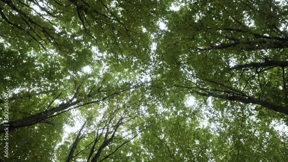 Bottom Up View of Lush Green Foliage of Trees. Move Camera Bottom View of Sky Through Tall Trunk Foliage Trees in Green Forest in Nature. Beautiful Forest Scene Nature Background. Dark Creepy Forest. Bottom Up View of Lush Green Foliage of Trees. Move Camera Bottom View of Sky Through Tall Trunk Foliage Trees in Green Forest in Nature. Beautiful Forest Scene Nature Background. Dark Creepy Forest.