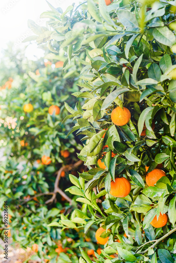 orange trees with fruits on plantation orchard orange trees with fruits on plantation orchard