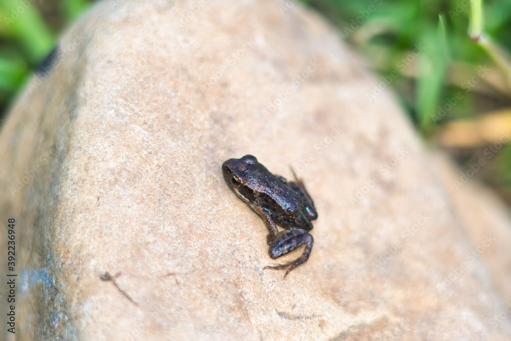 Naklejka premium Tiny toad resting on a litle rock photo made outside in Weert the Netherlands