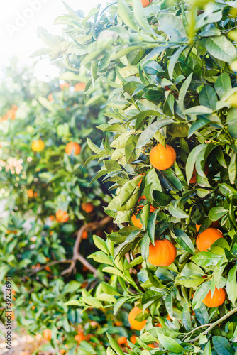 orange trees with fruits on plantation orchard