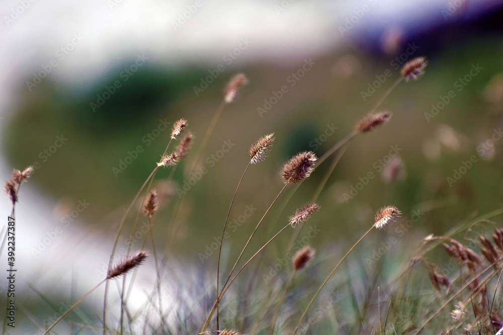 macro beautiful summer sunny day macro beautiful summer sunny day