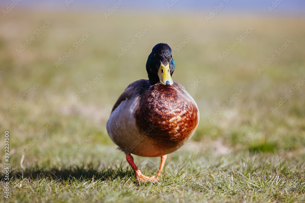 Wild Duck in New Zealand Wild Duck in New Zealand