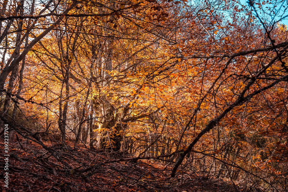 Beautiful autumn beech forest with yellow and orange colors. Beech Forest of Pedrosa in Segovia, Spain Beautiful autumn beech forest with yellow and orange colors. Beech Forest of Pedrosa in Segovia, Spain