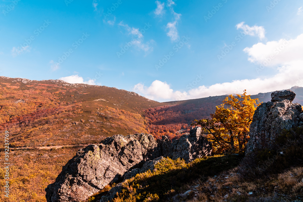 Beech forest and mountain in Autumn time a sunny day with blue sky