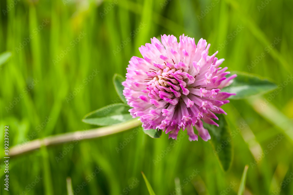 Fototapeta premium Pink clover flower macro photo with selective soft focus