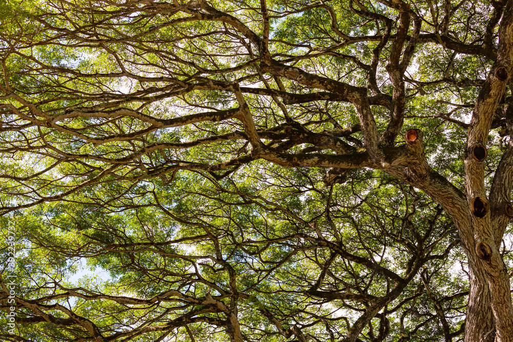 Treetop. Underneath view of wide, sprawling tree in Hawaiian forest
