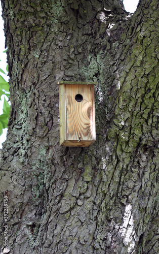 Apartment for small birds in the chestnut forest