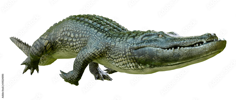 Naklejka premium 3D Rendering Green Alligator on White