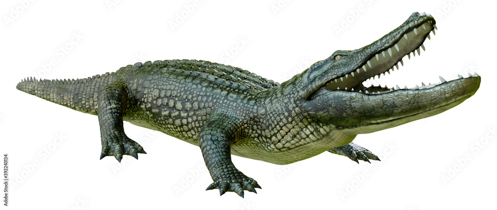 3D Rendering Green Alligator on White 3D Rendering Green Alligator on White