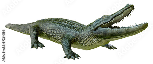3D Rendering Green Alligator on White