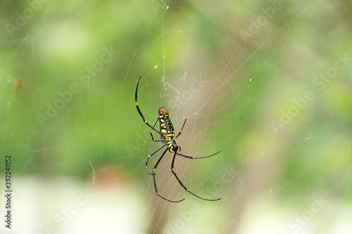 Golden Web Spider on its web