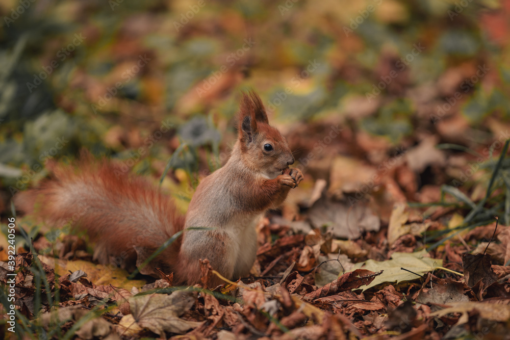 Squirrel among leafs. squirrel in the autumn forest with amid yellow leaves