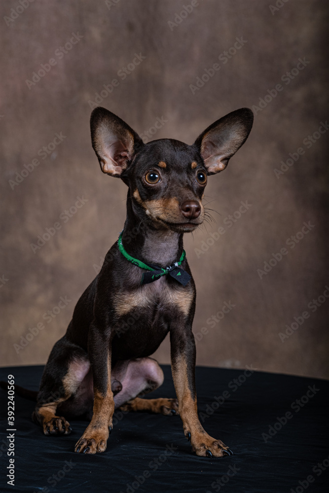 puppyMiniature pinscher with gradient background on black table