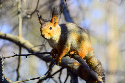 Squirrel after hibernation in spring