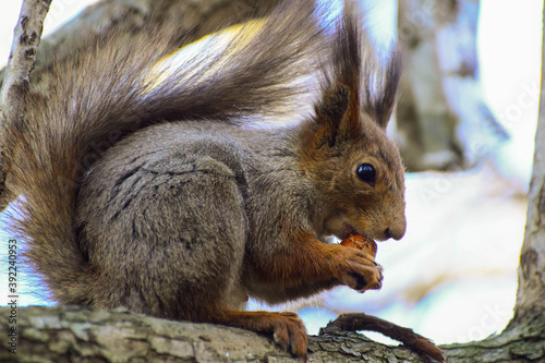 Russia Moscow park squirrel gnaws a nut