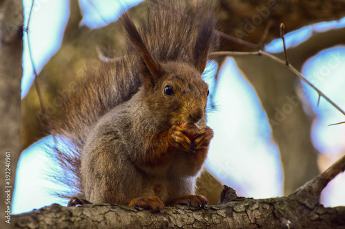 Russia Moscow park squirrel gnaws a nut