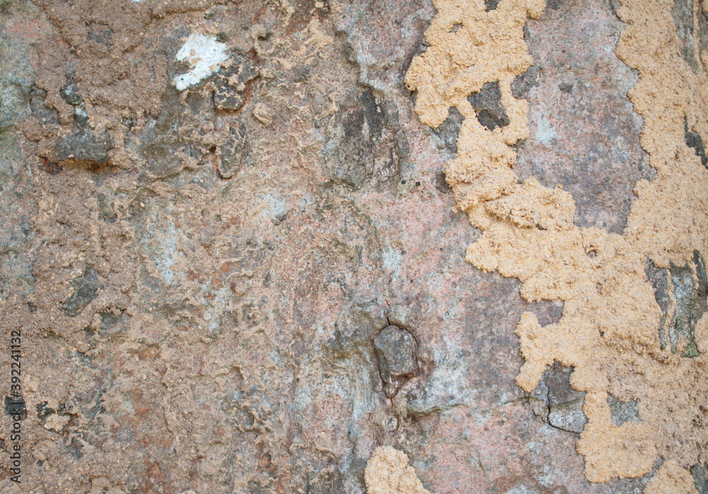 Background texture of tree bark. Skin the bark of a tree that traces cracking. Background texture of tree bark. Skin the bark of a tree that traces cracking.