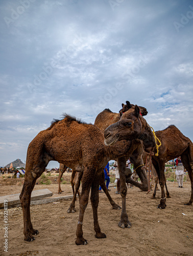 camel at pushkar camel festival livestock camel at pushkar.