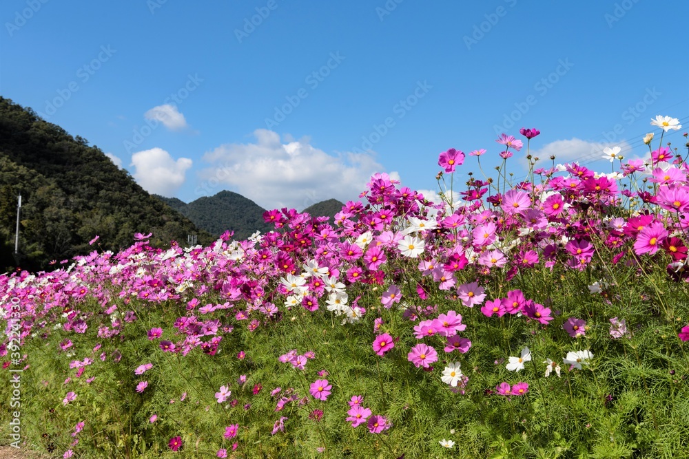 コスモス畑