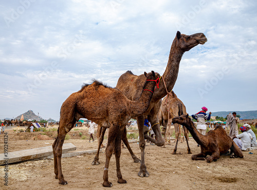 camel at pushkar camel festival,livestock camel at pushkar.