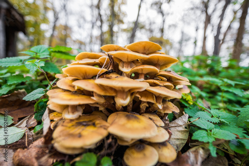 Small yellow mushrooms emerges from forest ground covered with small plants. Close up view. Ground view