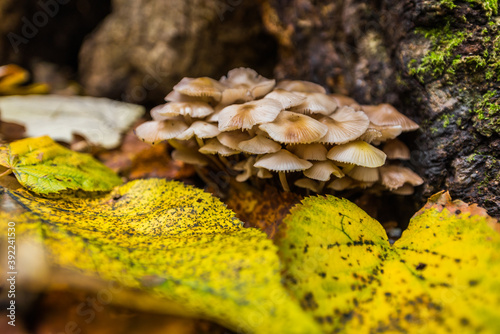 Small mushrooms emerges near tree crust on forest ground covered with fallen leaves