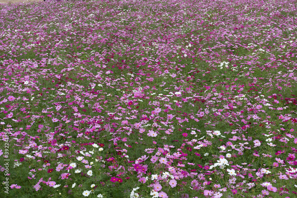 秋桜畑 秋桜畑