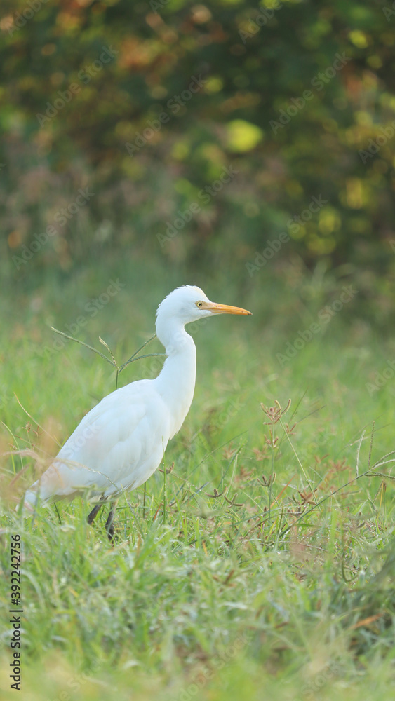 Fototapeta premium The white Cattle Egret bird wandering in the green grass of farm land.
